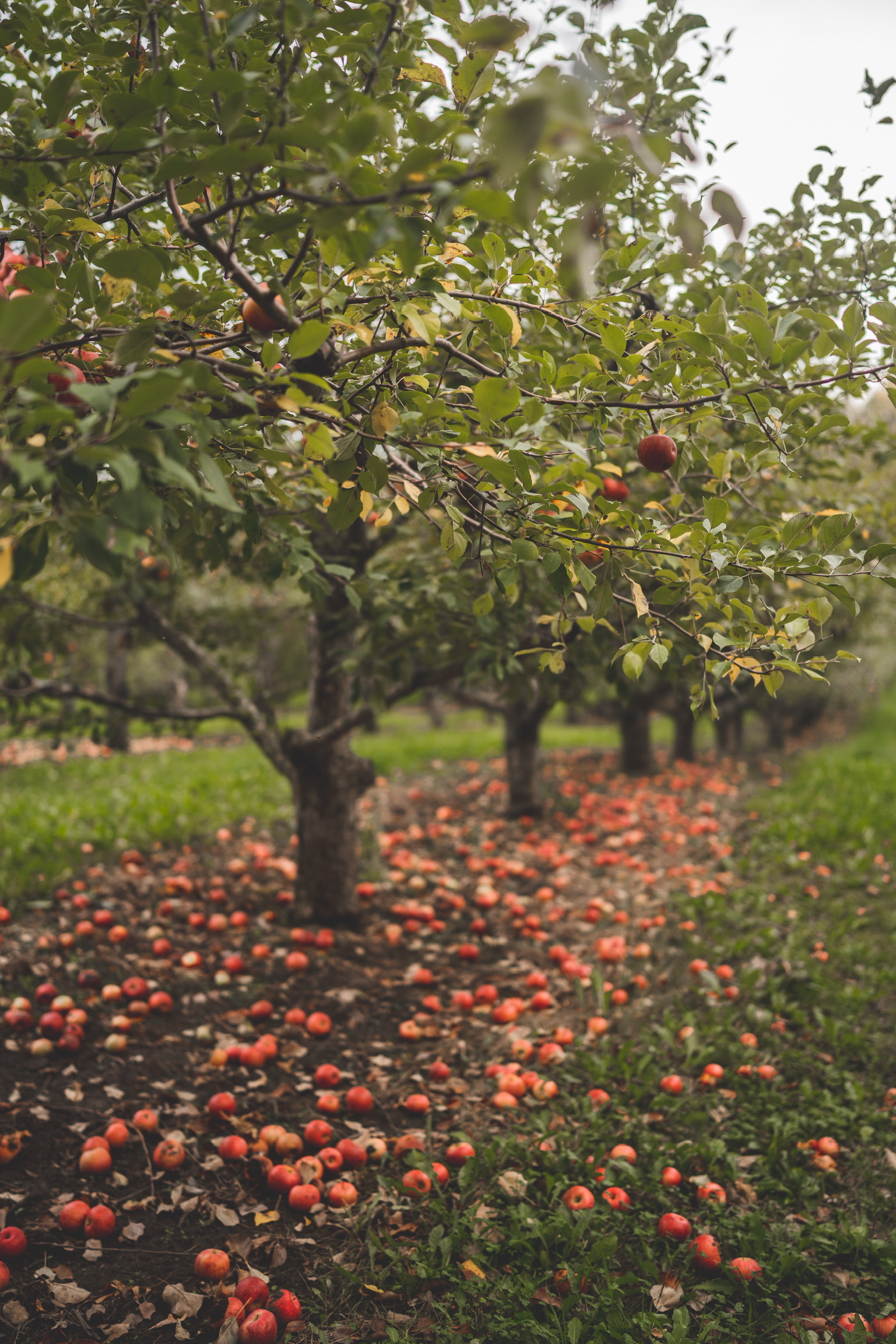 Everly Farms — Oct 3, 2026 (2)