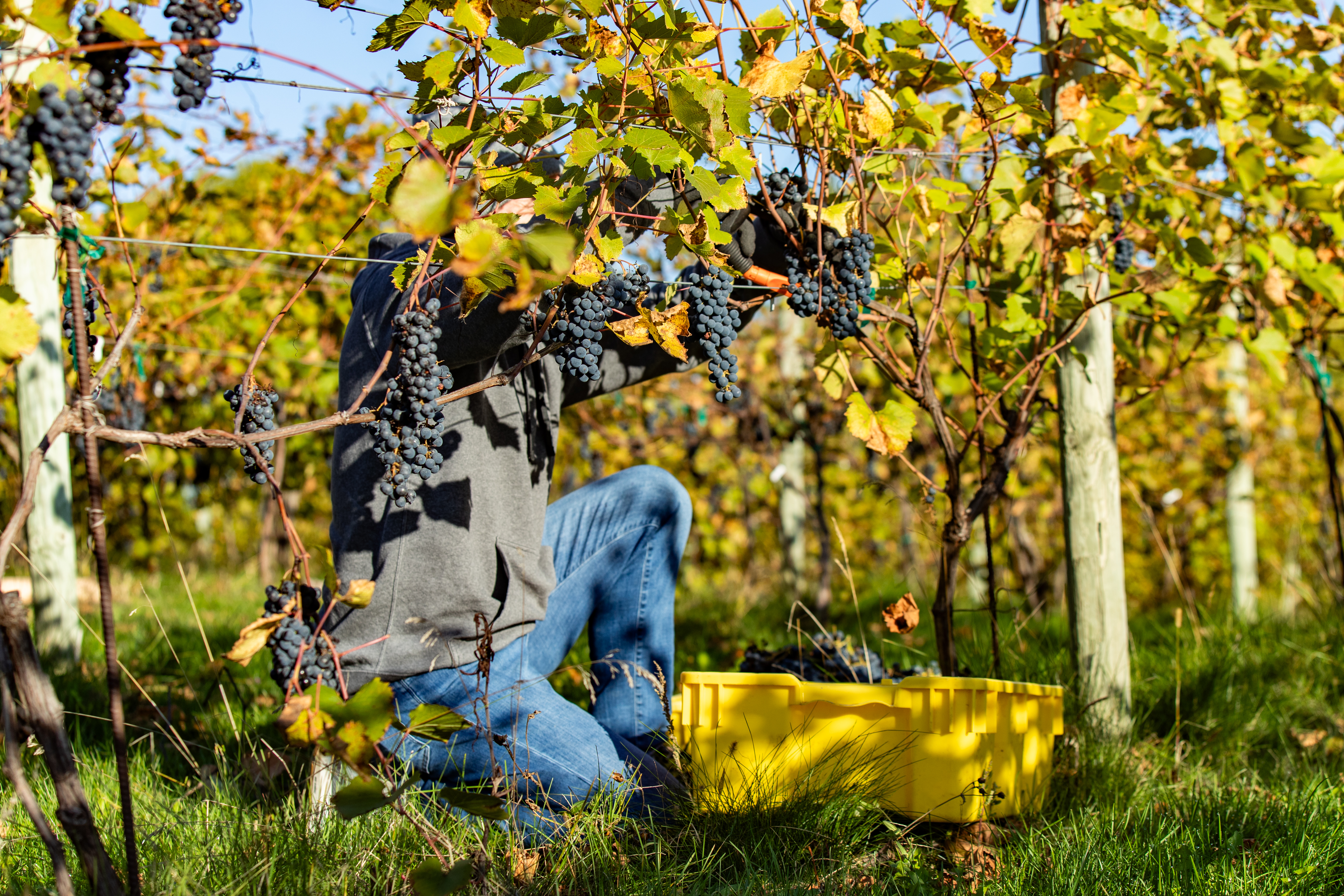 Everly Farms — Oct 3, 2026 (3)